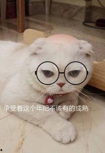 娱乐吃瓜君和刘二豆,揭秘娱乐圈背后的趣味故事