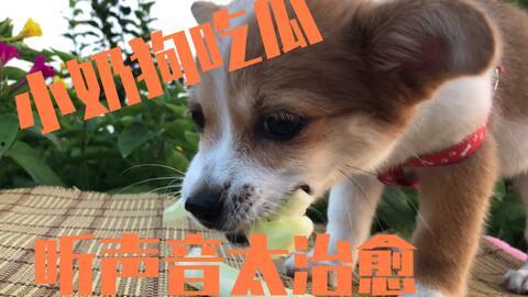 娱乐吃瓜菌狗狗,揭秘娱乐圈那些不为人知的幕后故事